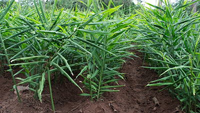 佳谷拉斯在大姜上的增產(chǎn)試驗